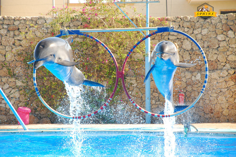 Spettacolo dei Delfini a Sharm El-Sheikh – Un'Esperienza Marina Magica