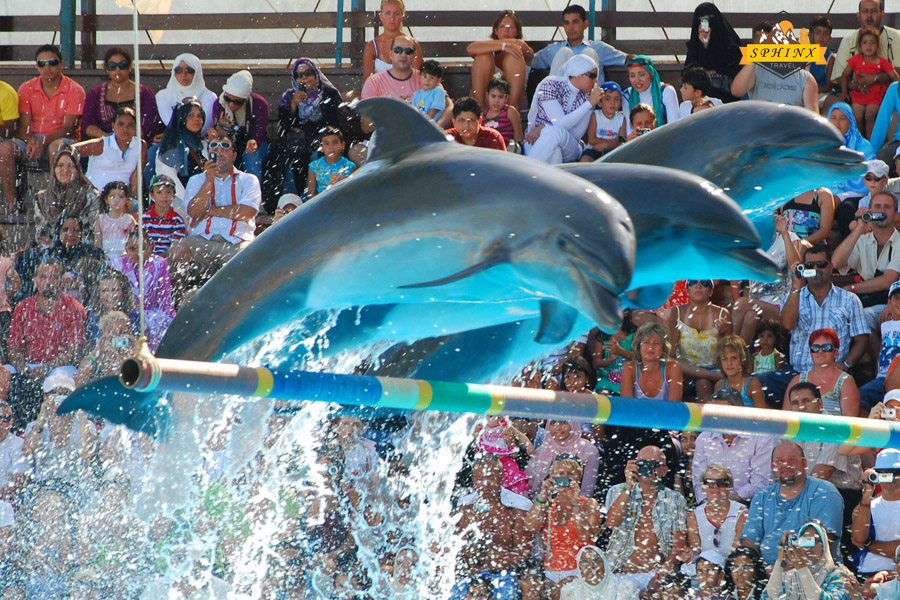 Spettacolo dei Delfini a Sharm El-Sheikh – Un'Esperienza Marina Magica