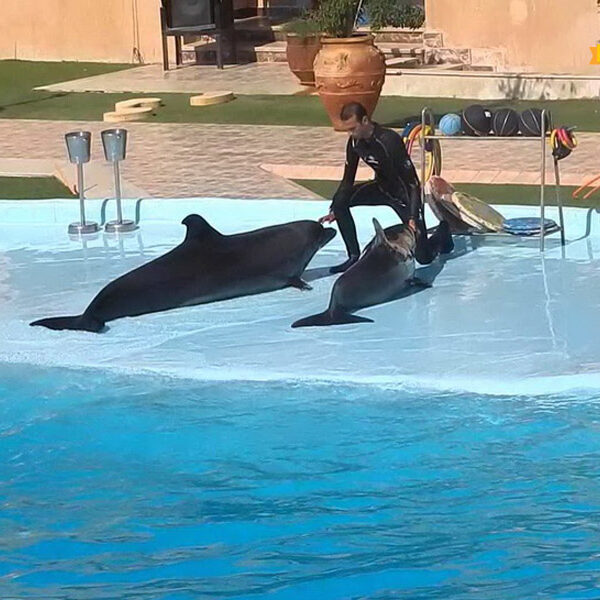 Spettacolo dei Delfini a Sharm El-Sheikh – Un'Esperienza Marina Magica