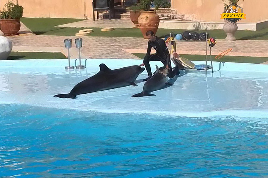 Spettacolo dei Delfini a Sharm El-Sheikh – Un'Esperienza Marina Magica