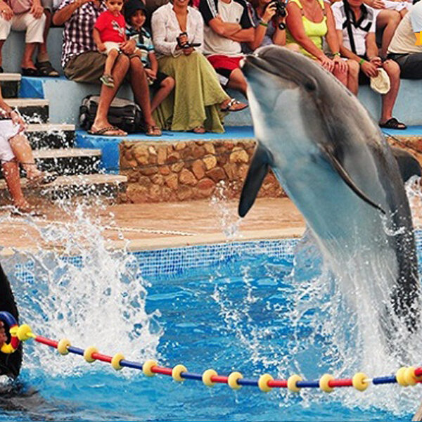 Spettacolo dei Delfini a Sharm El-Sheikh – Un'Esperienza Marina Magica