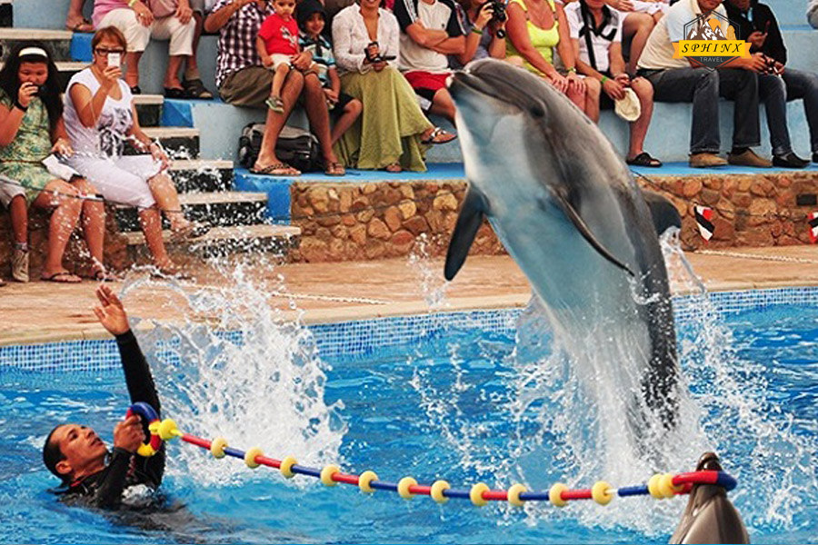 Spettacolo dei Delfini a Sharm El-Sheikh – Un'Esperienza Marina Magica