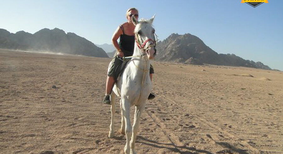 horse 3