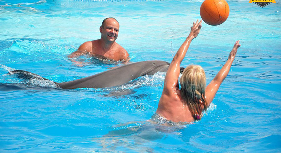 swimming with dolphins 3
